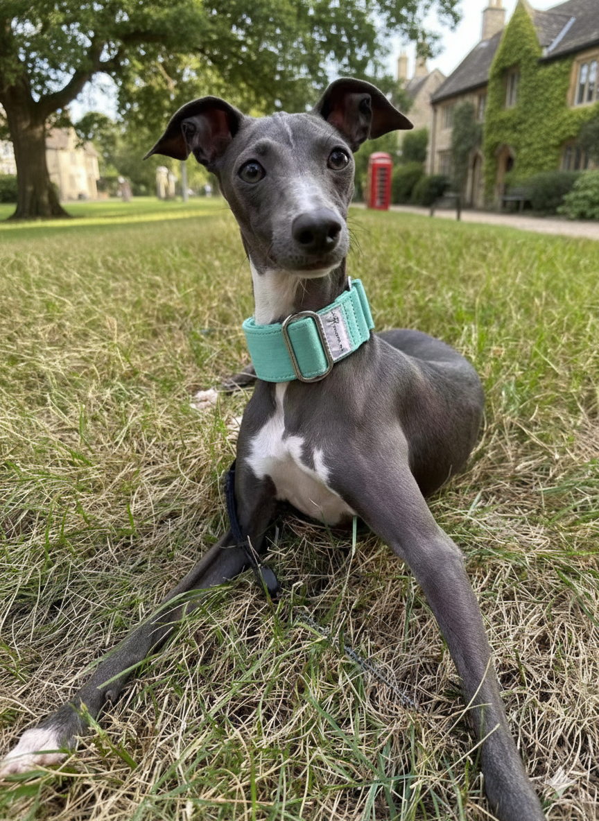 Italian Greyhound & Whippet Martingale Collar